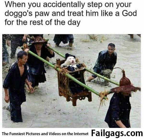 When You Accidentally Step on Your Doggos Paw and Treat Him Like a God for the Rest of the Day Meme