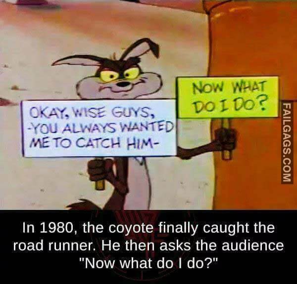 In 1980 The Coyote Finally Caught The Road Runner He Then Asks The Audience Now What Do I Do Meme