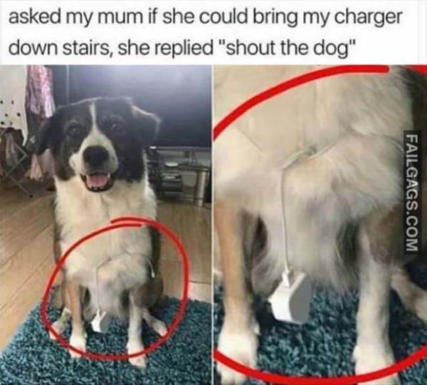 Asked My Mum If She Could Bring My Charger Down Stairs She Replied Shout The Dog Meme