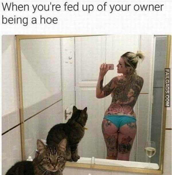 When You're Fed Up Of Your Owner Being A Hoe Meme