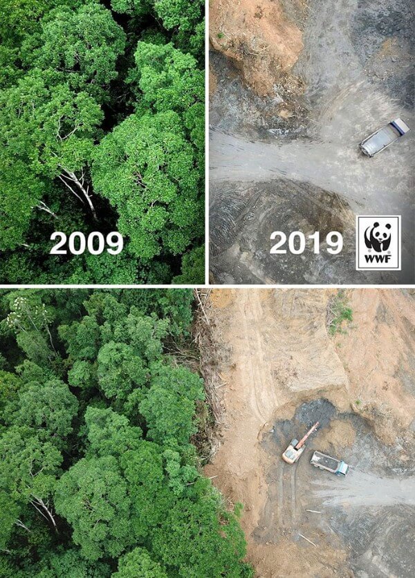 #10yearschallenge Against Deforestation 