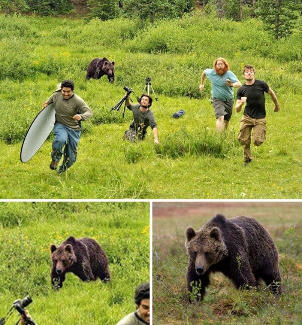 Bear Chasing National Geographic Photographers 