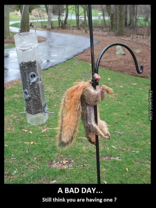 Next Time Youre Having a Bad Day Think of This Squirrel a Bad Day... Still Think You Are Having One