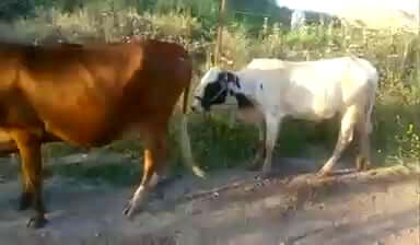 Short Guys Trying to Bone Tall Chicks