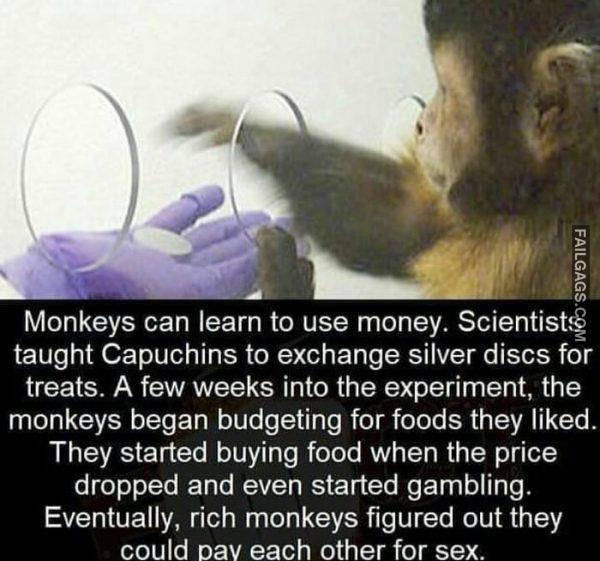 Monkeys Using Money for Sex