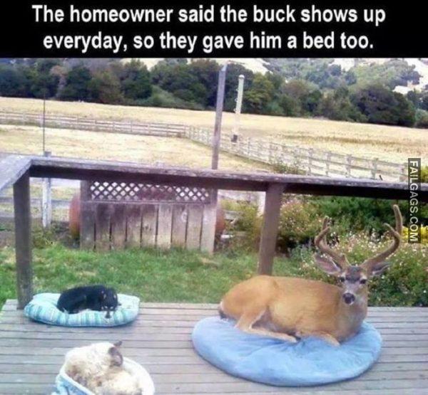 The Homeowner Said the Buck Shows Up Everyday, So They Gave Him a Bed Too Pointy Doggo Memes