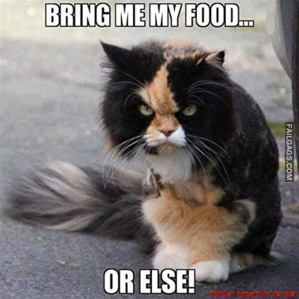 Funny Food Memes 3
