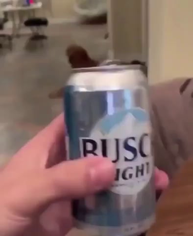 Dog Helping Their Owner