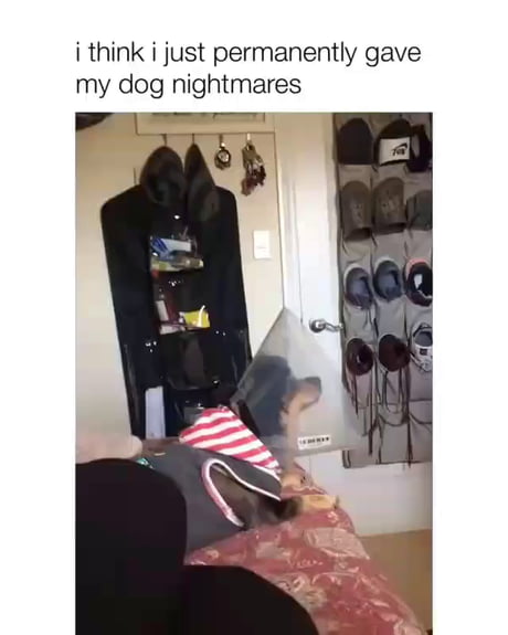 I Think I Just Permanently Gave My Dog Nightmares