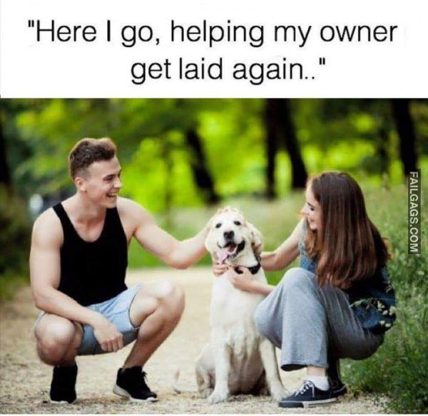 Here I Go, Helping My Owner Get Laid Again Memes