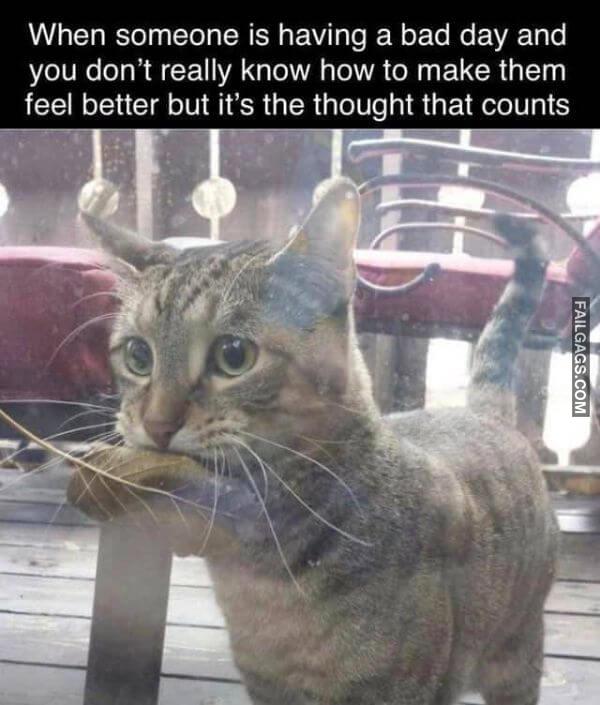 Funny Wholesome Memes 3