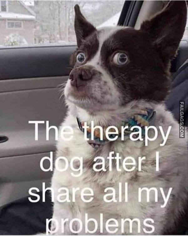 The Therapy Dog After I Share All My Problems Memes