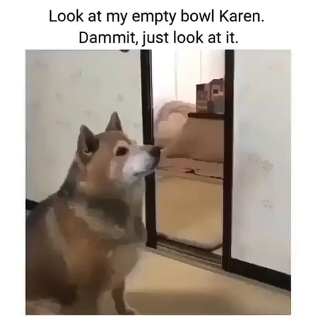 Look at My Empty Bowl Karen. Dammit, Just Look at It Memes