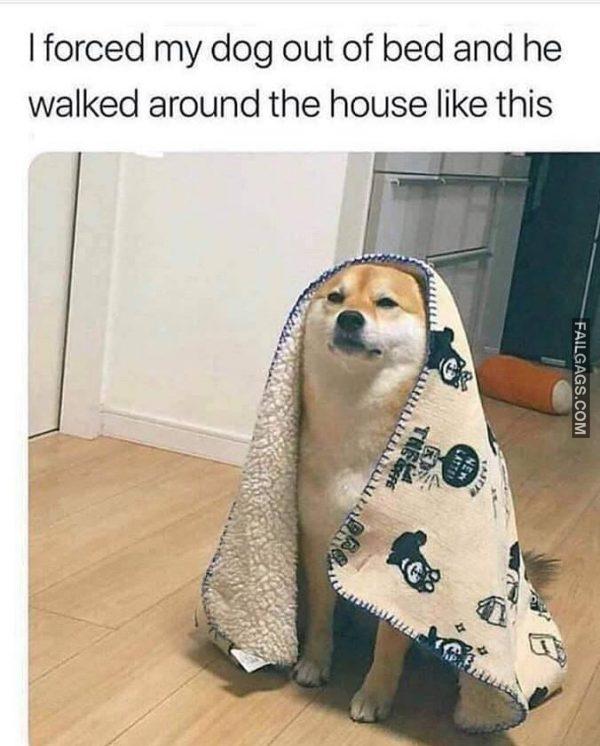 I Forced My Dog Out of Bed and He Walked Around the House Like This Memes