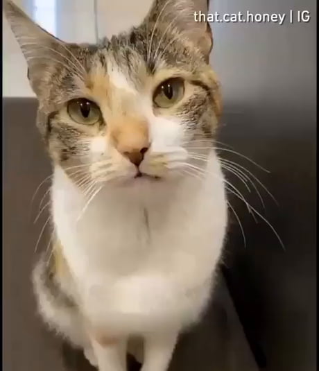 Poor Cat Won’t Get Food