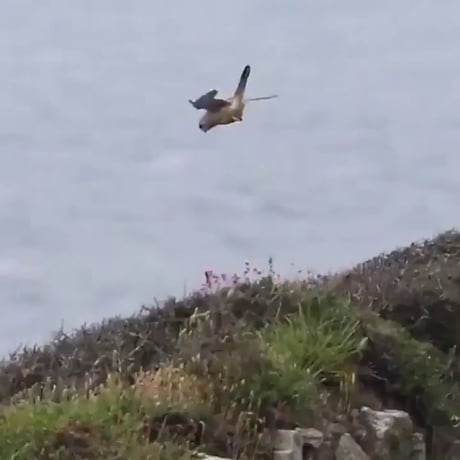 Bird Just Hit the Edge of the Map