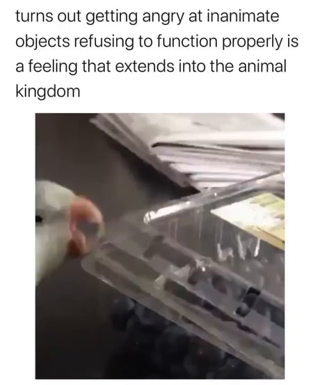 Turns Out Getting Angry at Inanimate Objects Refusing to Function Properly is a Feeling That Extends Into the Animal Kingdom