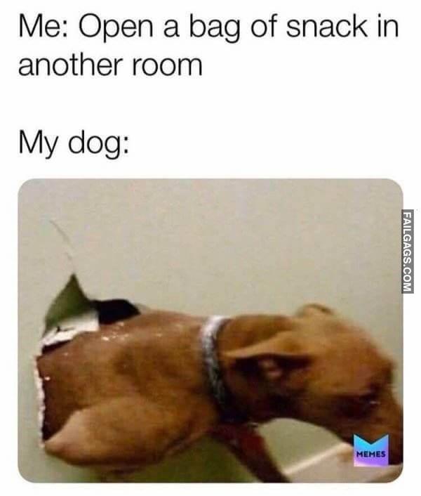 funny dog memes 6