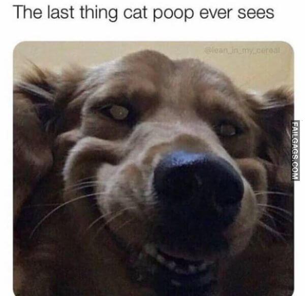 funny dogs Memes 7