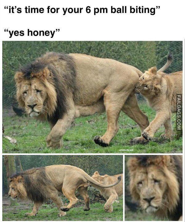 Random Funny Memes 11 5
