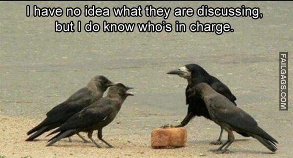 Random Funny Memes 4 3