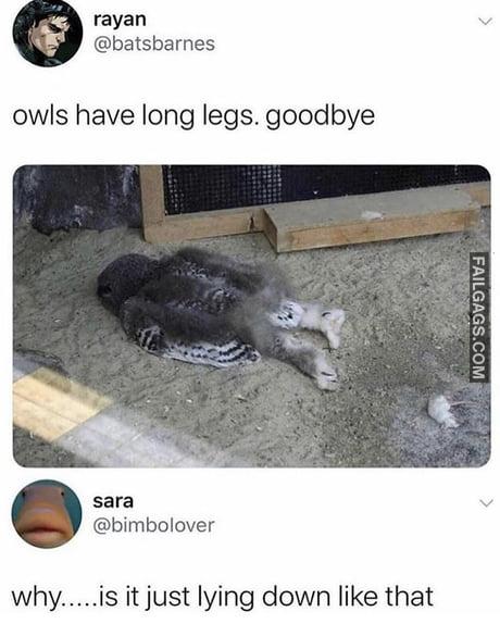 Owls Have Long Legs Goodbye Memes
