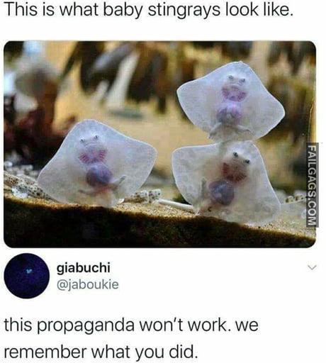 This is What Baby Stingrays Look Like This Propaganda Won't Work. We Remember What You Did Memes