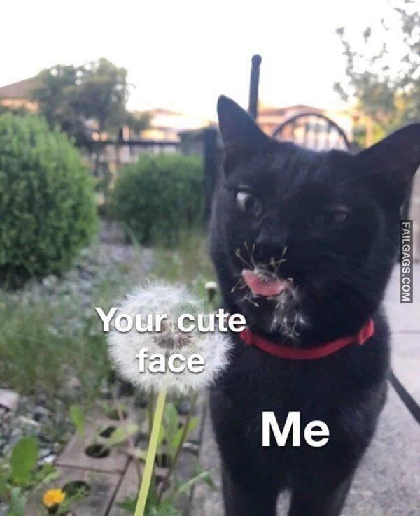 funny Flirtatious Memes 4