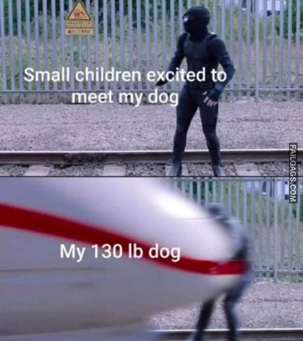 funny dog memes 10