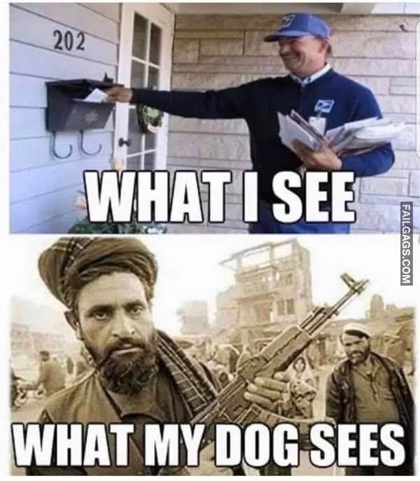 funny dog memes 13