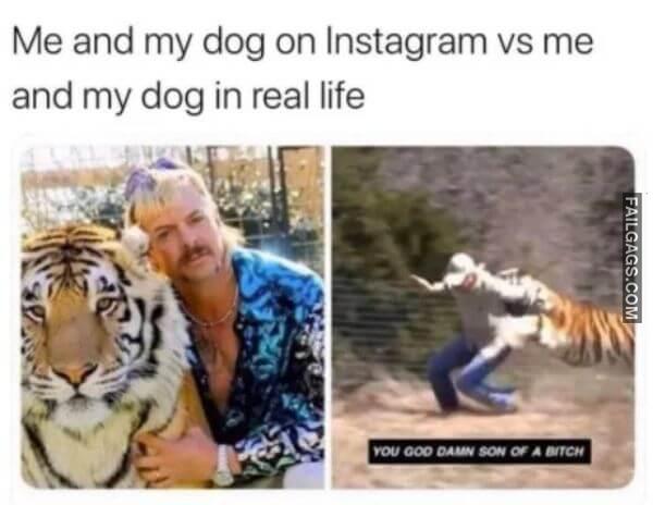 funny dog memes 14
