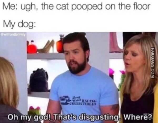 funny dog memes 15