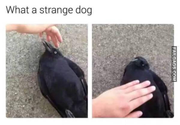 funny dog memes 4