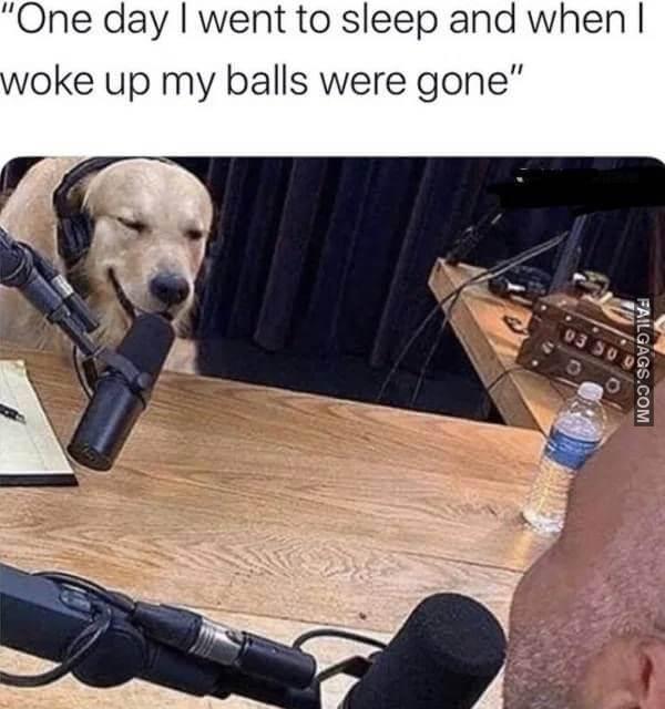 funny dog memes 6