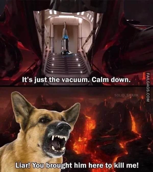 funny dog memes 7