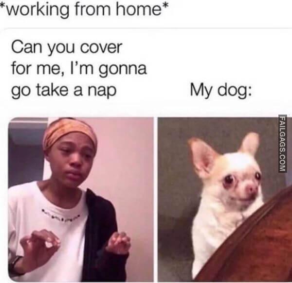 funny dog memes 9