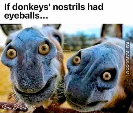 If Donkeys Nostrils Had Eyeballs Memes