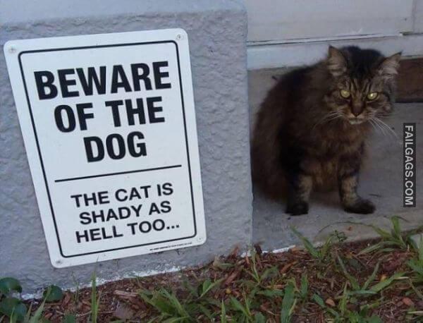 Funny Pictures 3