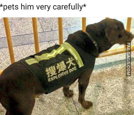 Pets Him Very Carefully Explosive Dog Meme