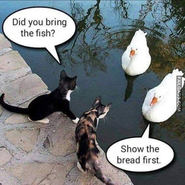 Random Funny Memes 1