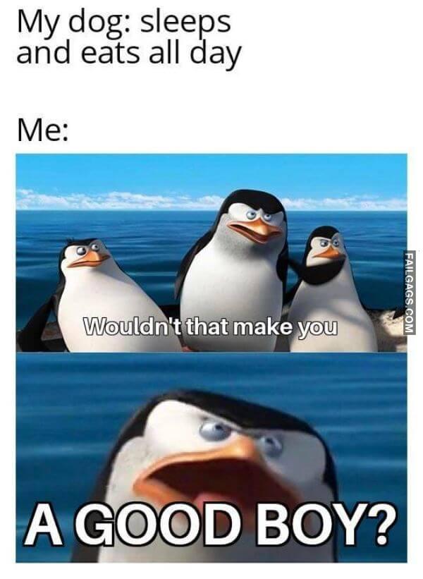 Random Funny Memes 11 5