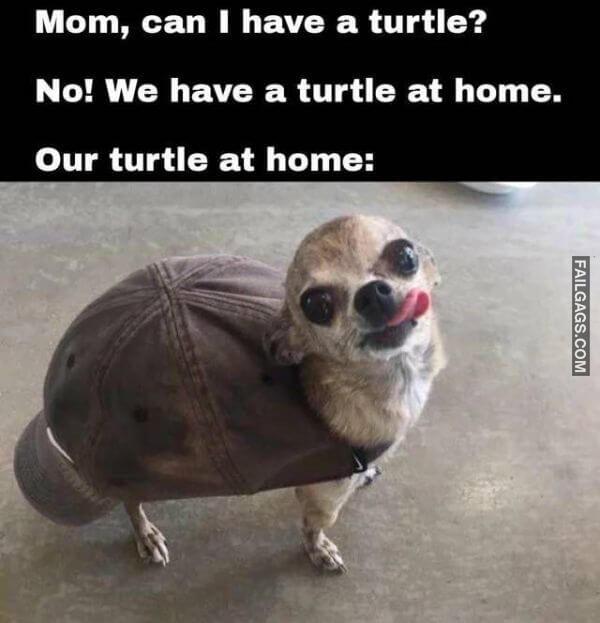 Random Funny Memes 10 6
