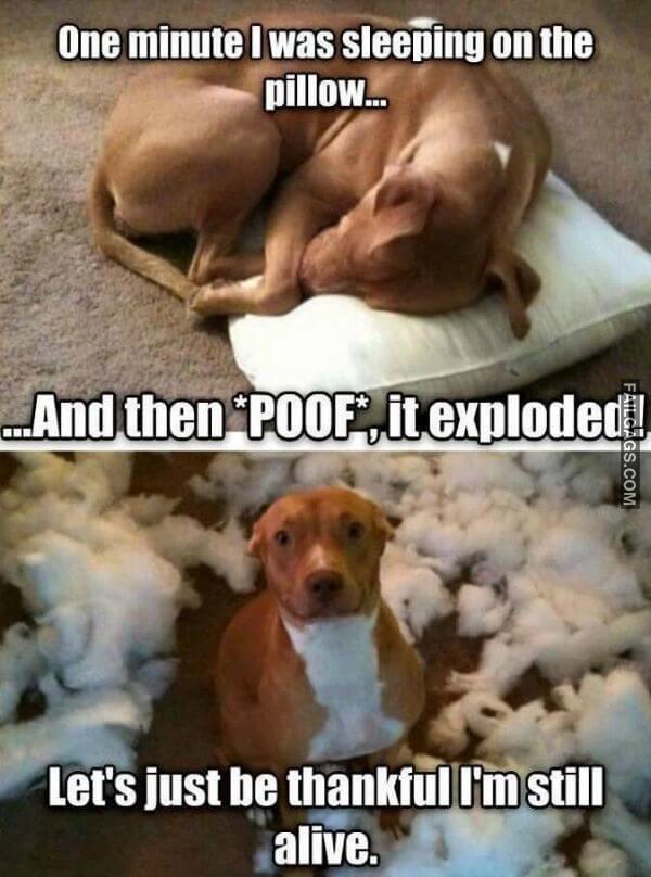 Random Funny Memes 1 3