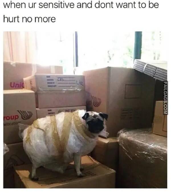 Funny Animal Memes 2