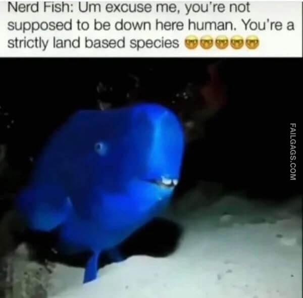 Funny Animal Memes 3