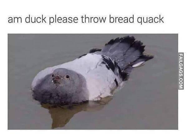 Funny Animal Memes 5