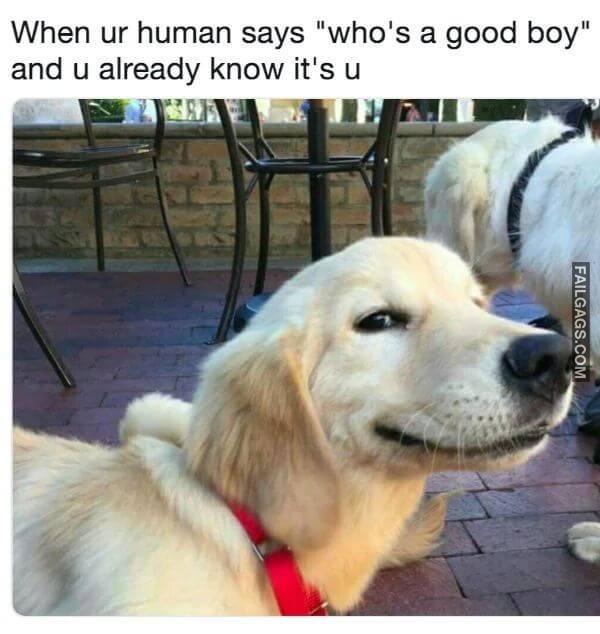 Funny Dog Memes 8