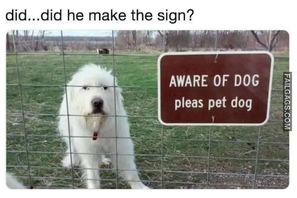 Funny Dog Memes 9