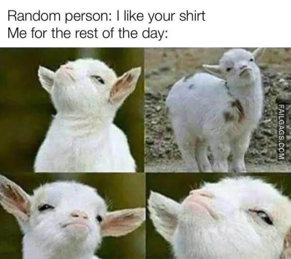 Funny Animal Memes 10