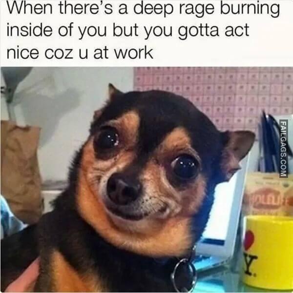 Funny Animal Memes 6